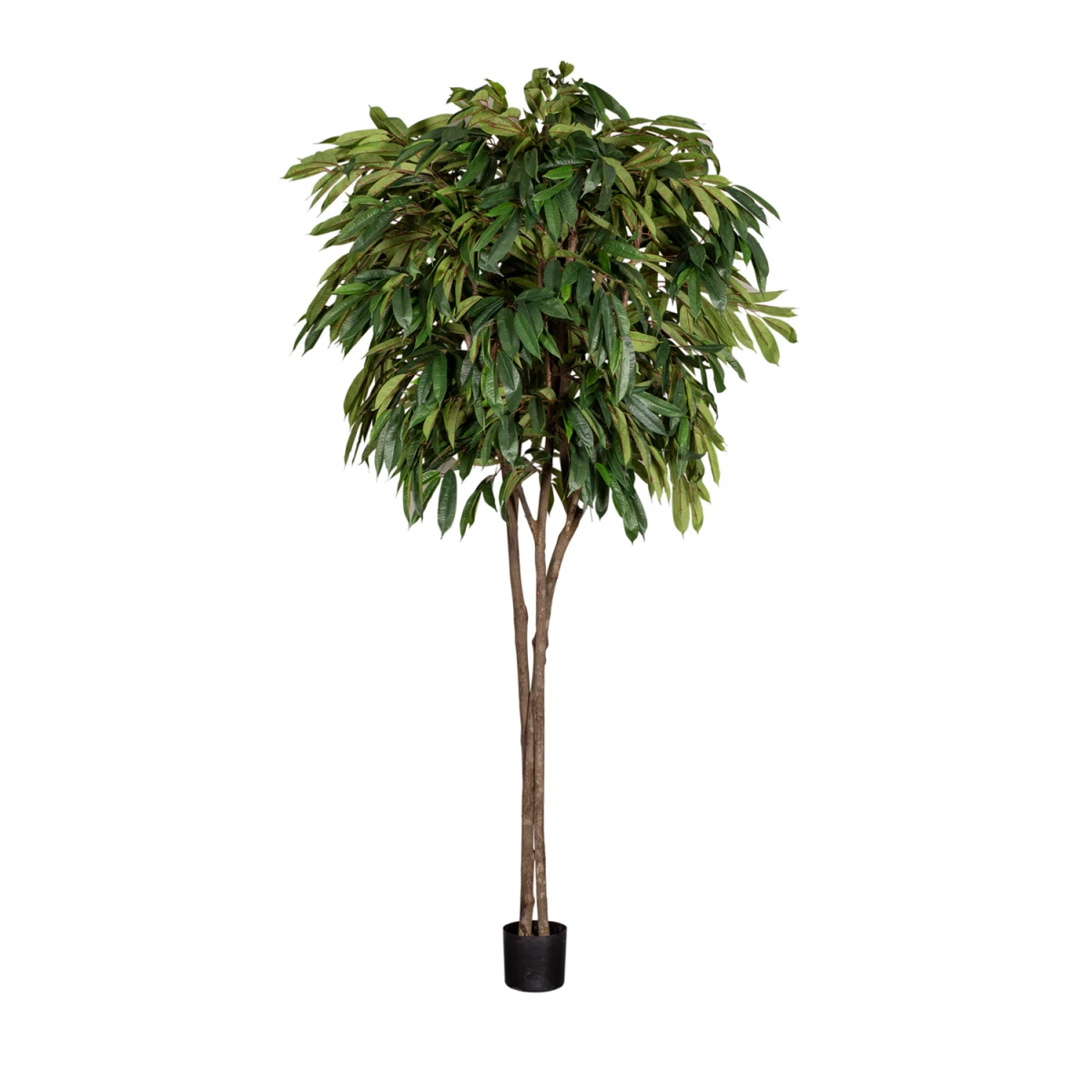 Longifolia - Image 1
